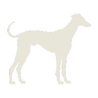 The Greyhound — AI stock analysis specialist