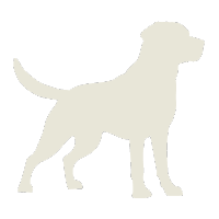 The Labrador