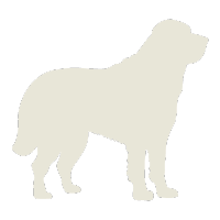 The Saint Bernard — AI stock analysis specialist